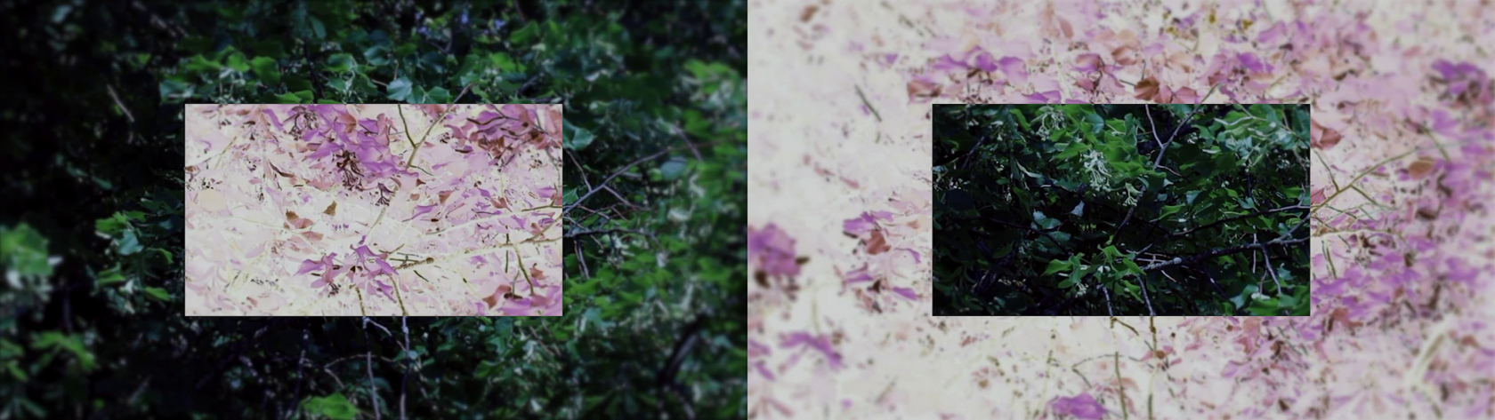 Pmaguire two-trees 3840x1080 frame